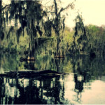 Louisiana Swamp