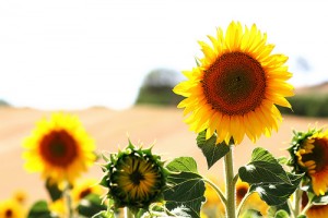 Sun flowers