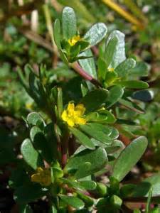 Purslane